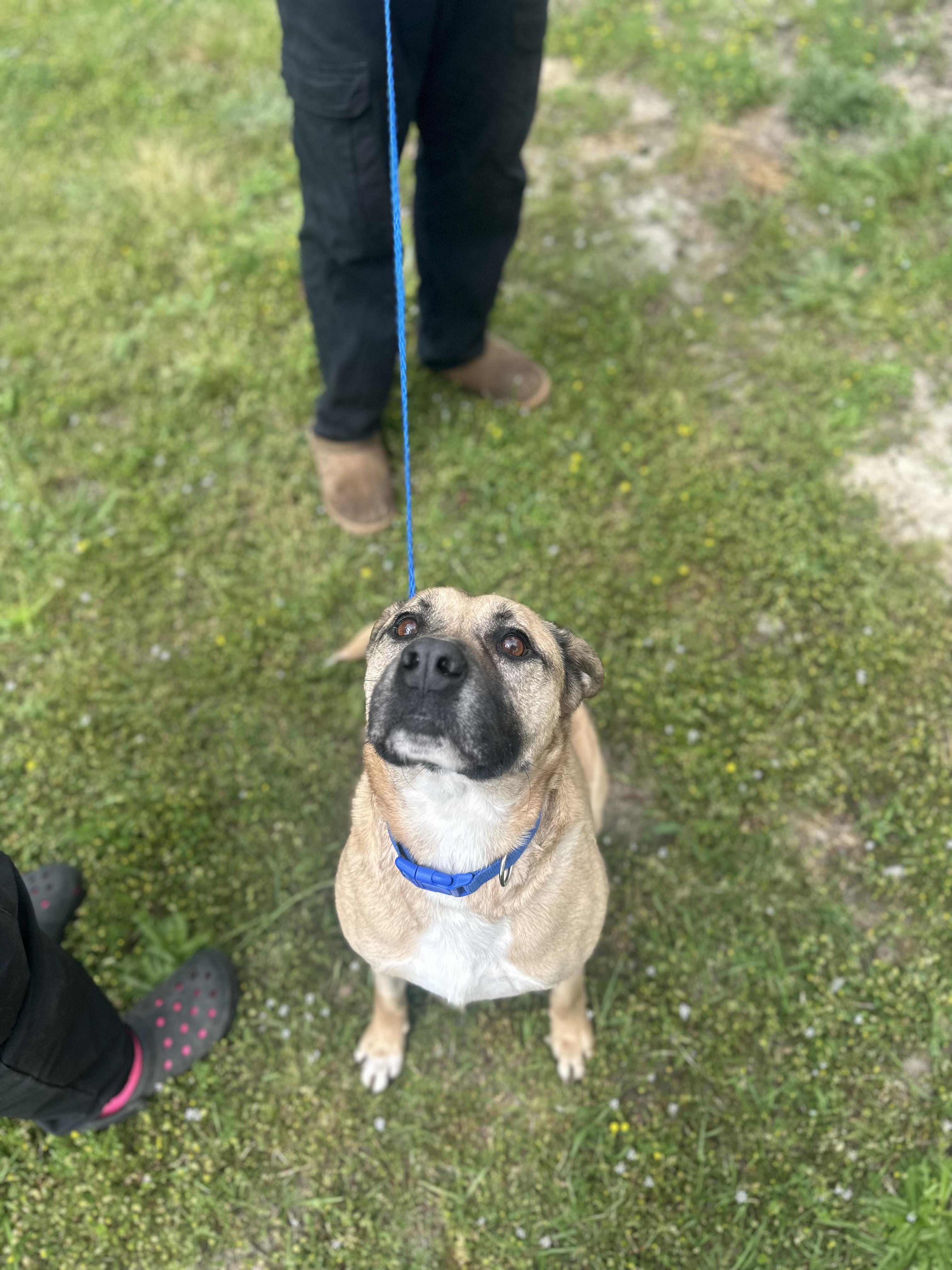 Buddy, a Adoptable Mixed Breed in Conway, SC image 2/2