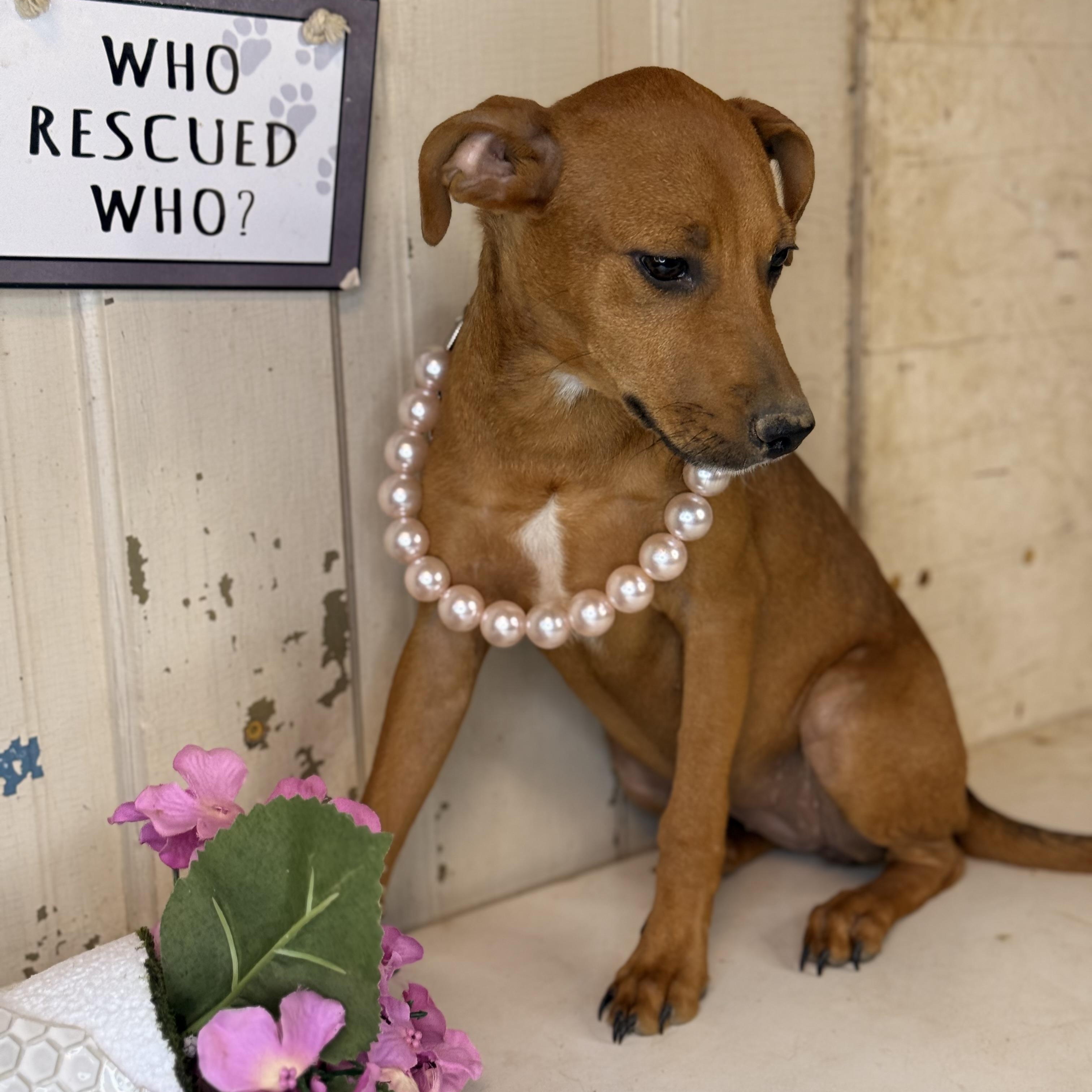 Photo of Baby Female Hound Red / Chestnut / Orange