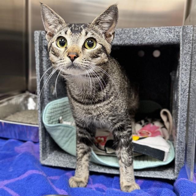 THADY — thumbnail 2