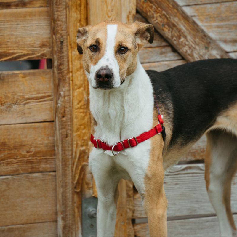 Sunny, a ADOPTABLE mixed breed in Jackson, WY image 2/6