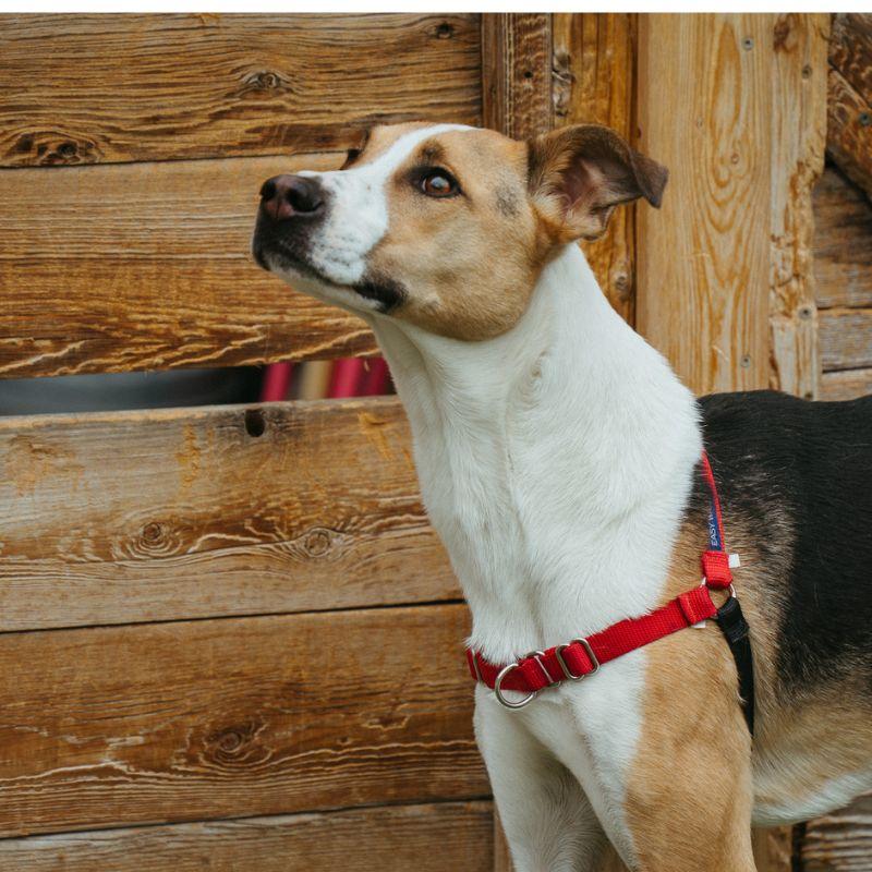 Sunny, a ADOPTABLE mixed breed in Jackson, WY image 3/6