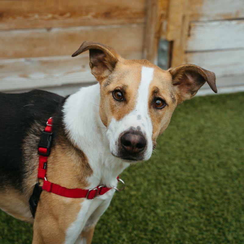 Sunny, ADOPTABLE, Adult Female Mixed Breed.