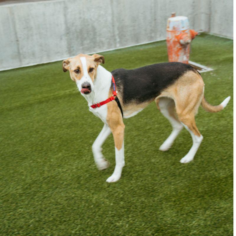 Sunny, a ADOPTABLE mixed breed in Jackson, WY image 4/6