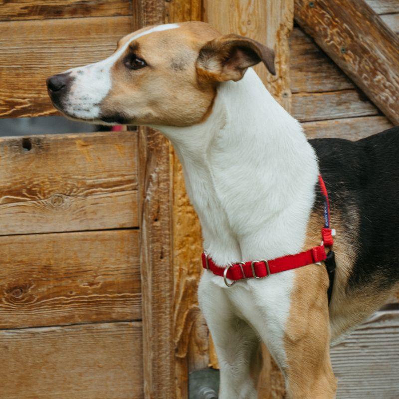 Sunny, a ADOPTABLE mixed breed in Jackson, WY image 5/6