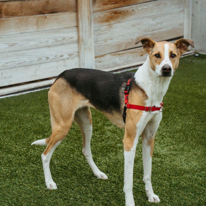 Sunny, a ADOPTABLE mixed breed in Jackson, WY image 6/6