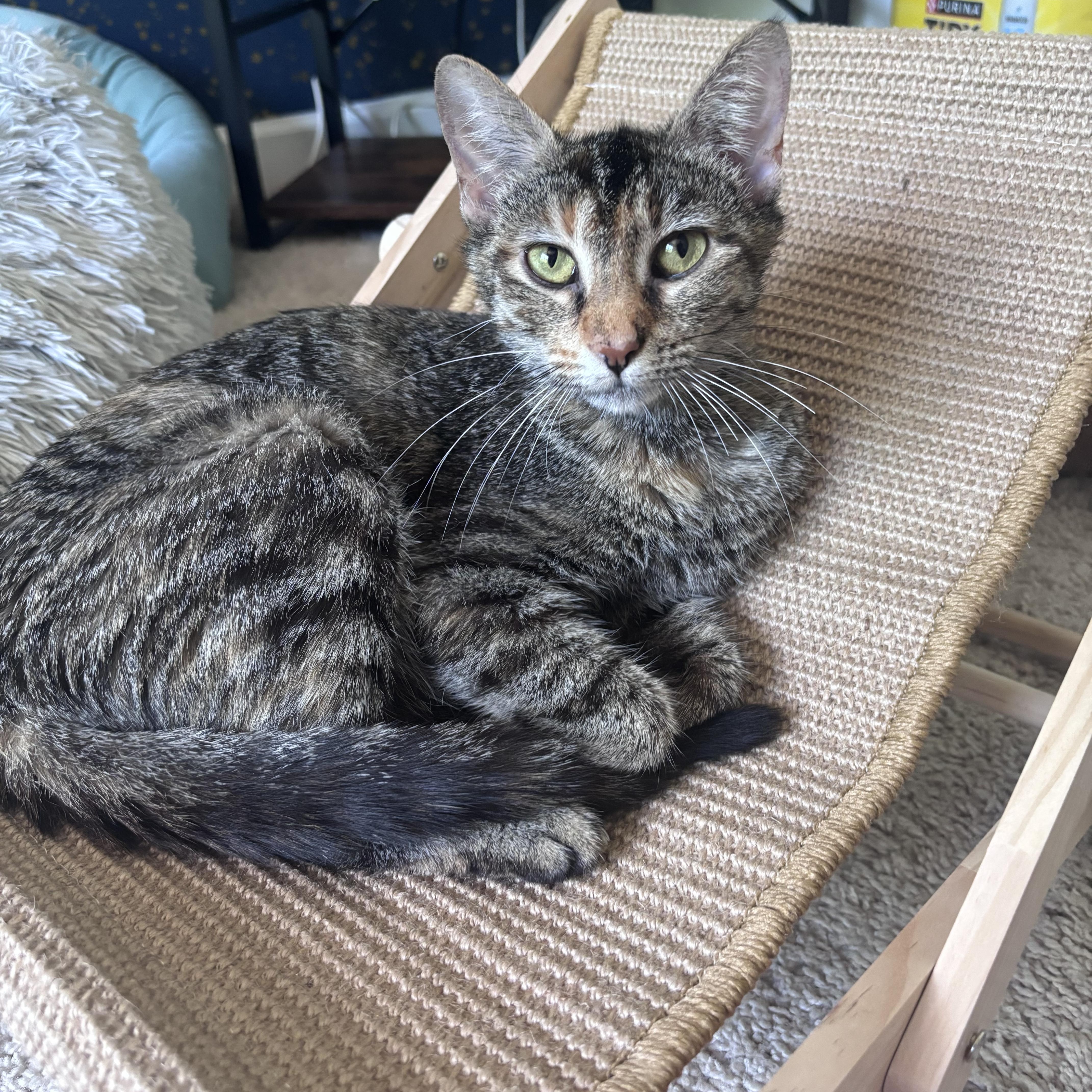 Enlarge Barilla, a Adoptable Tabby in Stowe, VT image 4/6