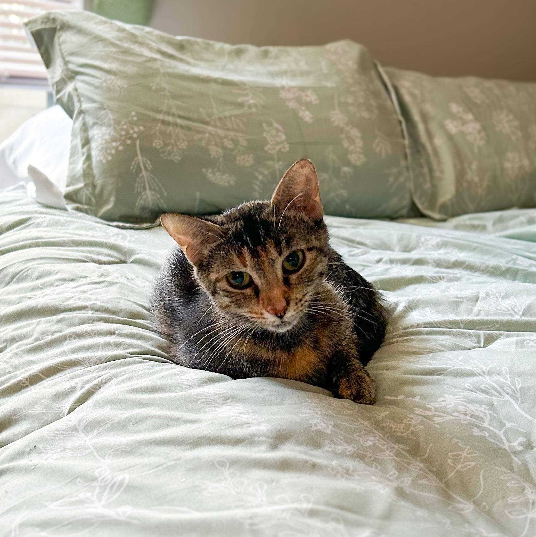 Enlarge Barilla, a Adoptable Tabby in Stowe, VT image 5/6