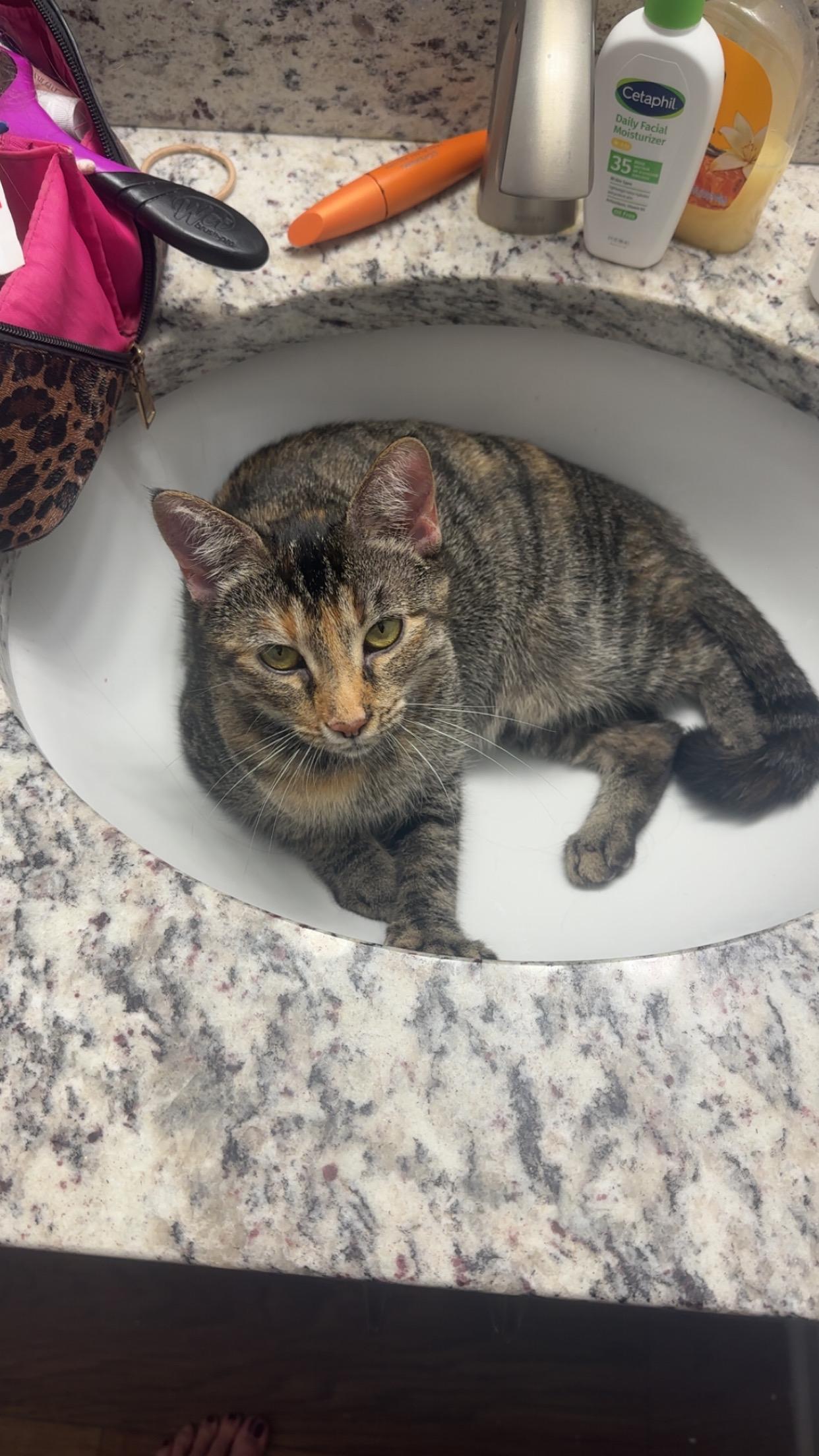 Enlarge Barilla, a Adoptable Tabby in Stowe, VT image 6/6
