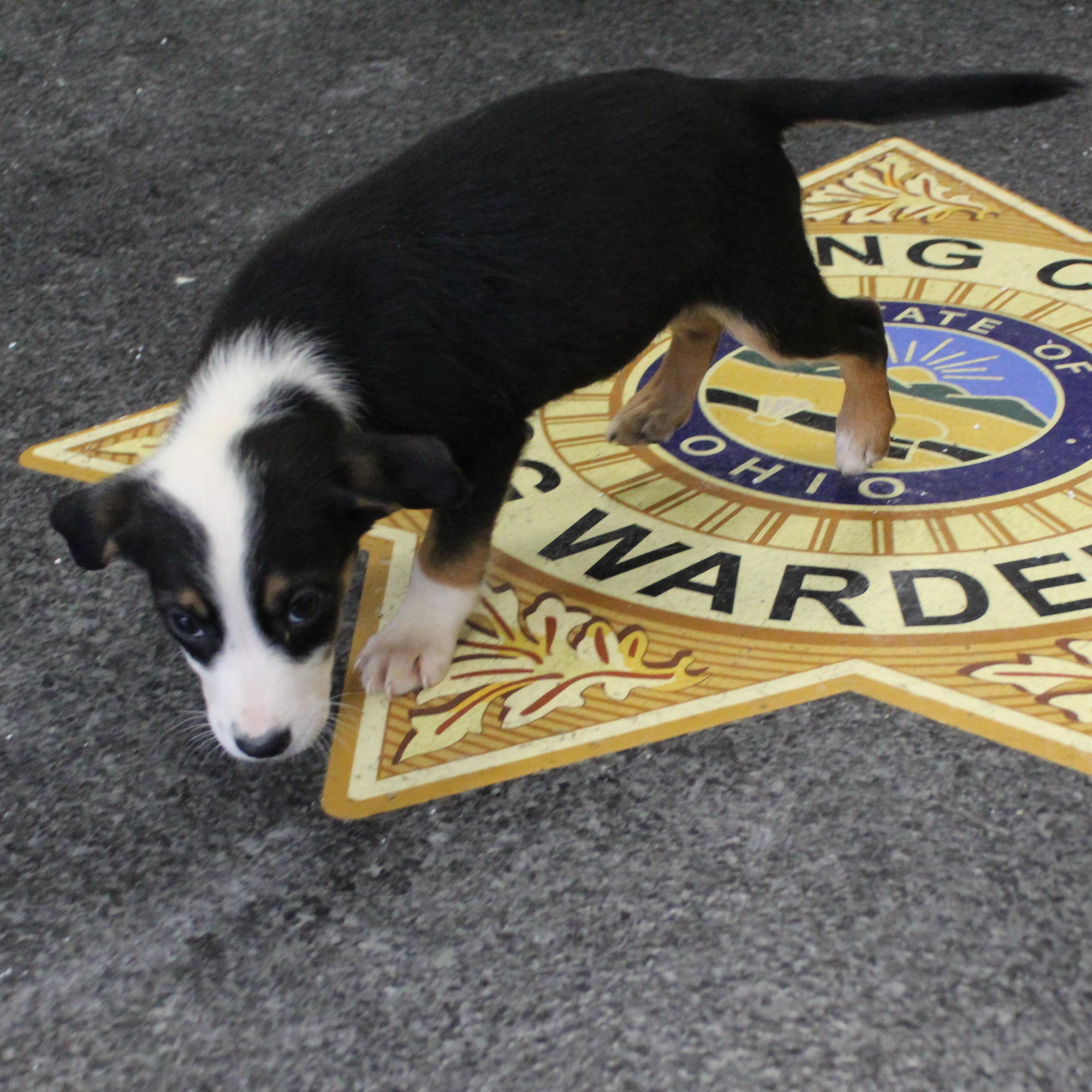 Enlarge Moe (11599), an adopted mixed breed in Heath, OH image 2/2