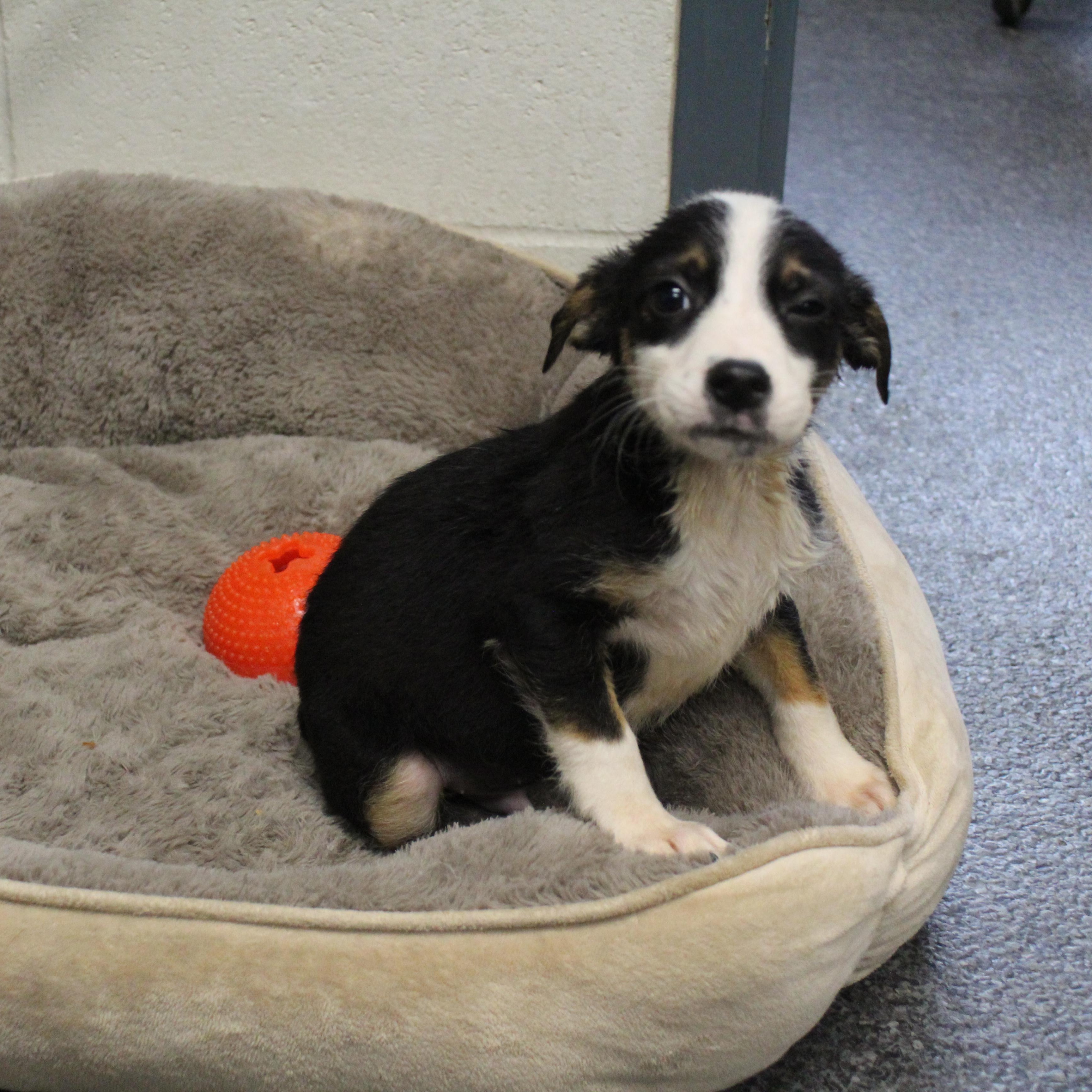 Enlarge Moe (11599), an adopted mixed breed in Heath, OH image 1/2