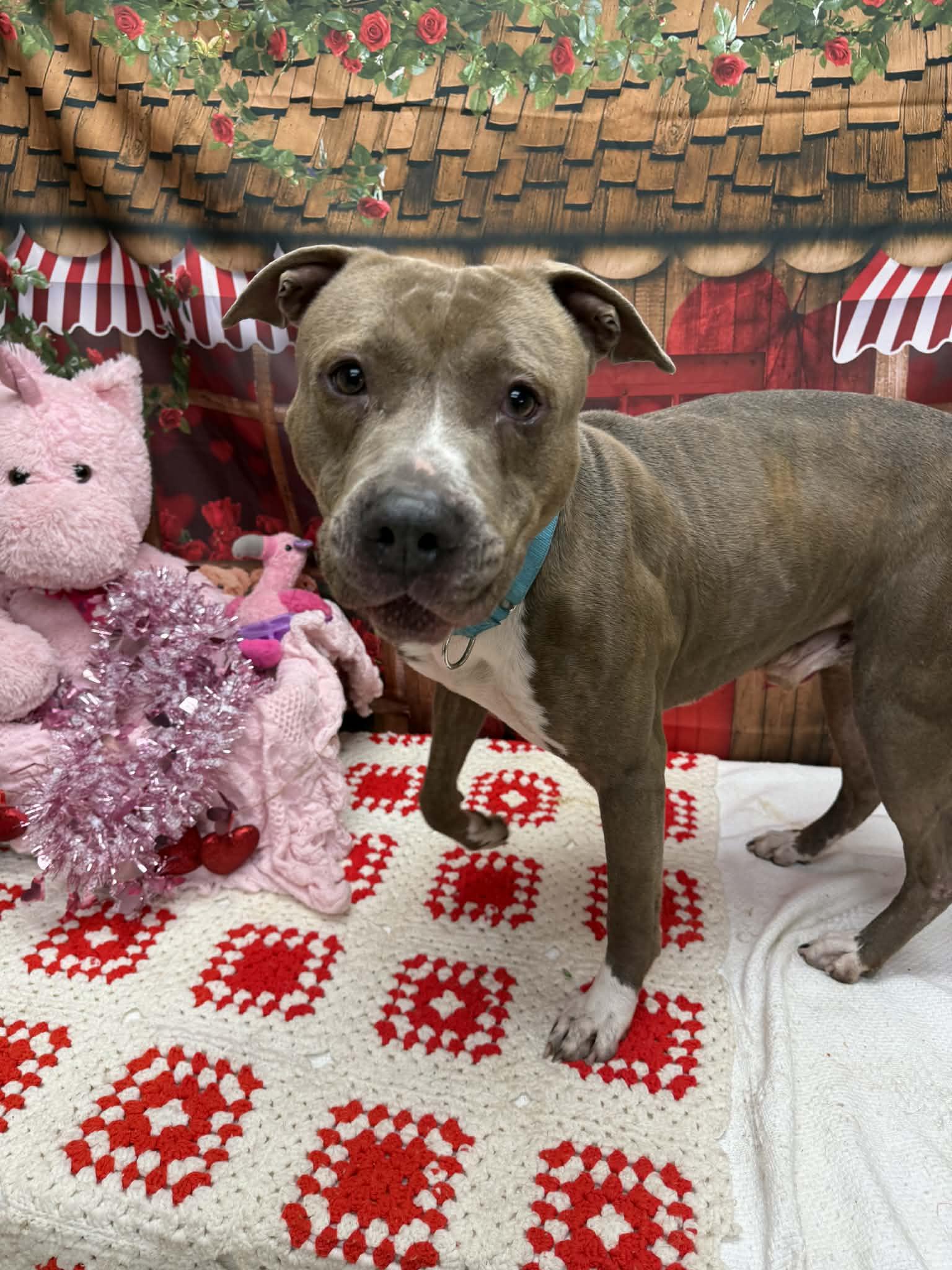 Enlarge Spanky, a ADOPTABLE Pit Bull Terrier in Statesboro, GA image 1/1