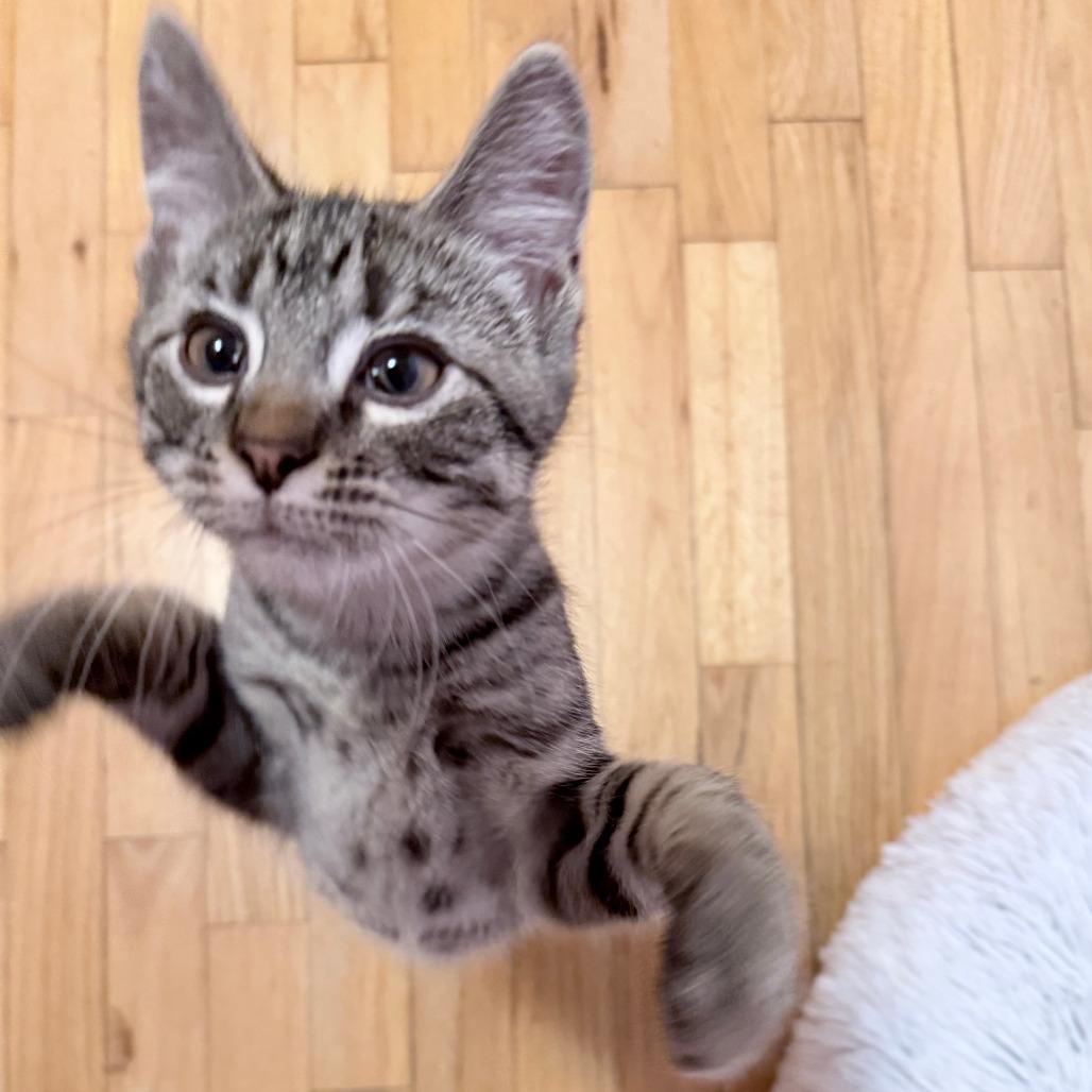 French Fry, Adoptable, Kitten Male Domestic Short Hair.