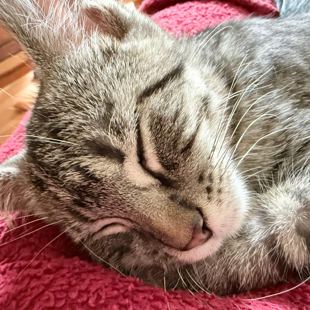 French Fry, a Adoptable Domestic Short Hair in Middleton, WI image 2/3
