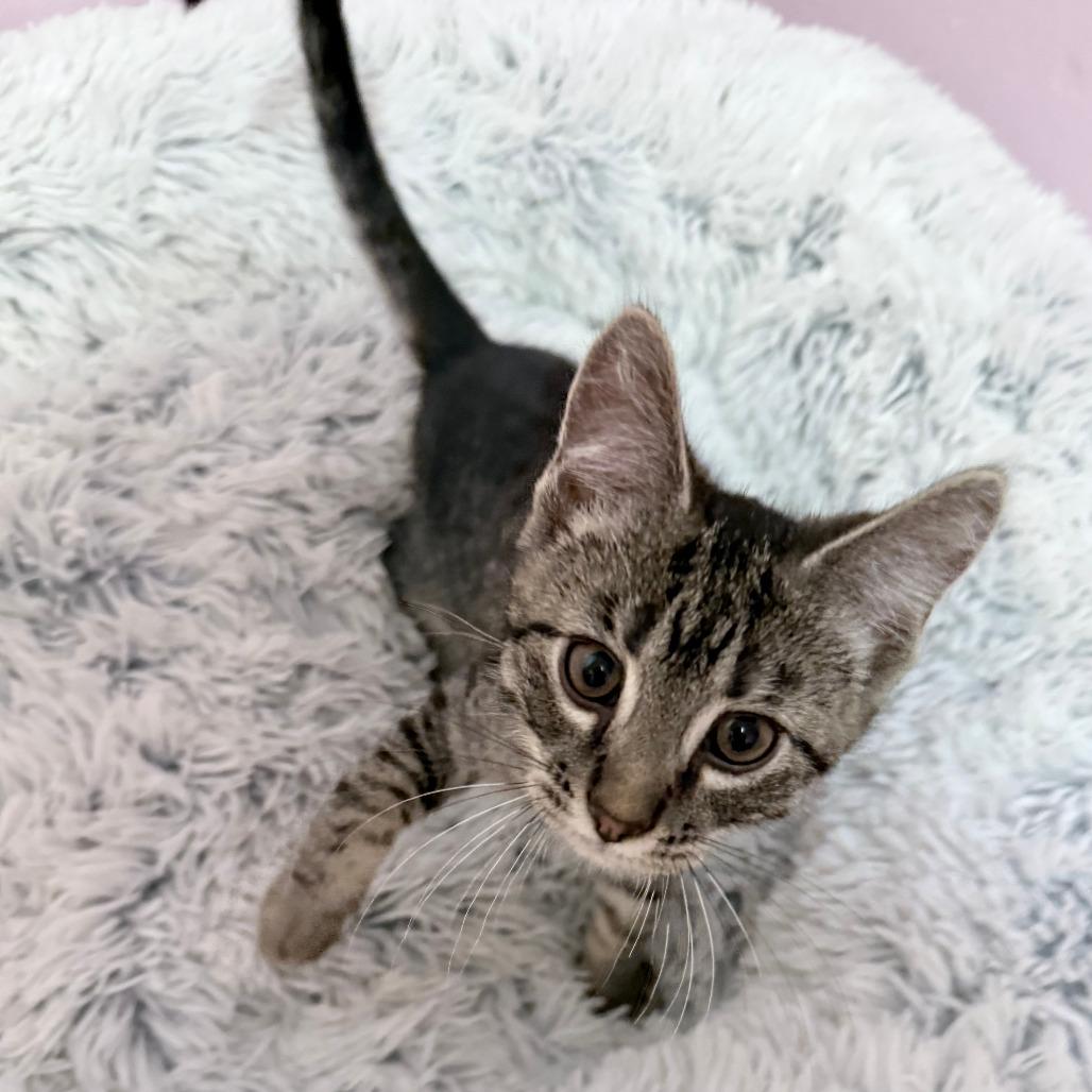 French Fry, a Adoptable Domestic Short Hair in Middleton, WI image 3/3