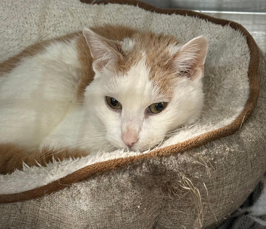 DEXTER, an adoptable Domestic Short Hair in Gresham, WI, 54128 | Photo Image 1