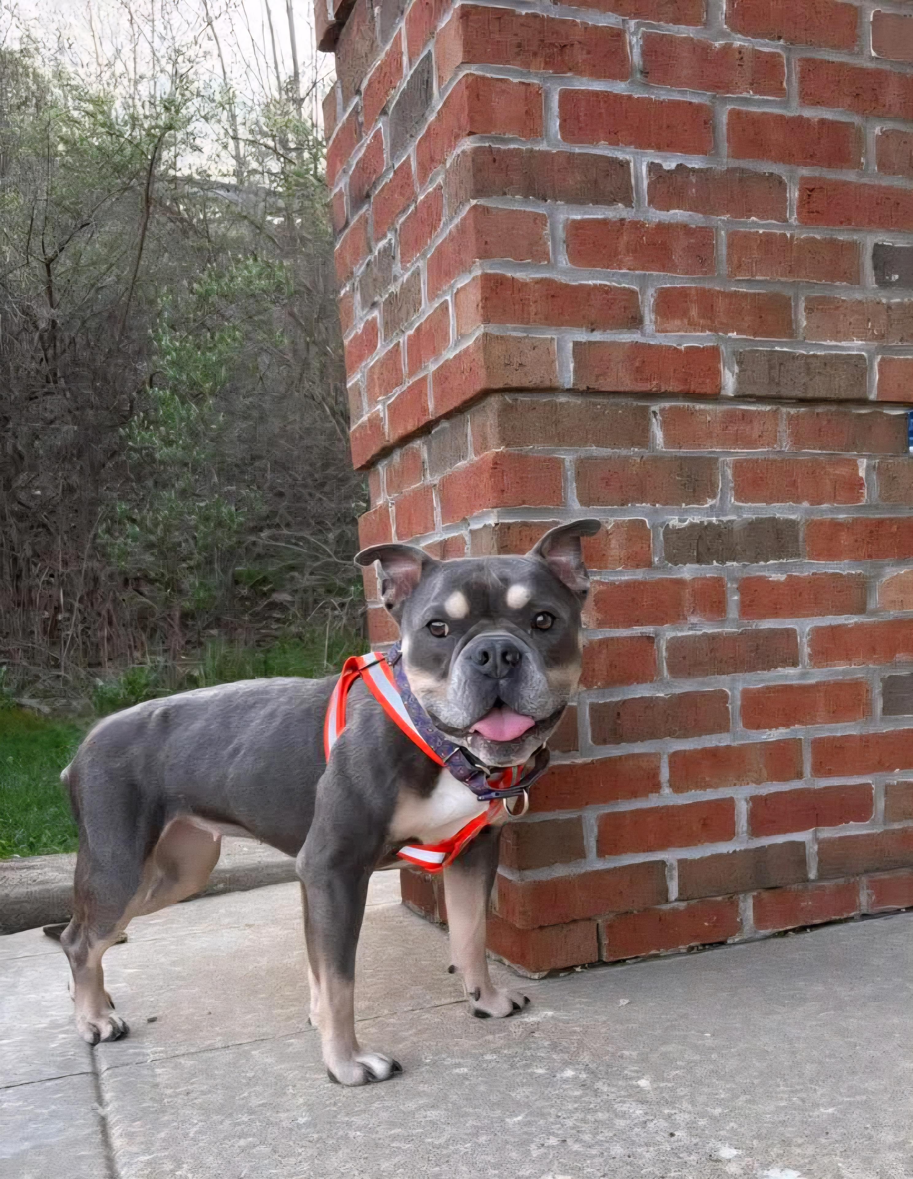 Enlarge GiGi. tinycauseadopt@gmail.com, a Adoptable American Bulldog in Vandergrift, PA image 1/6