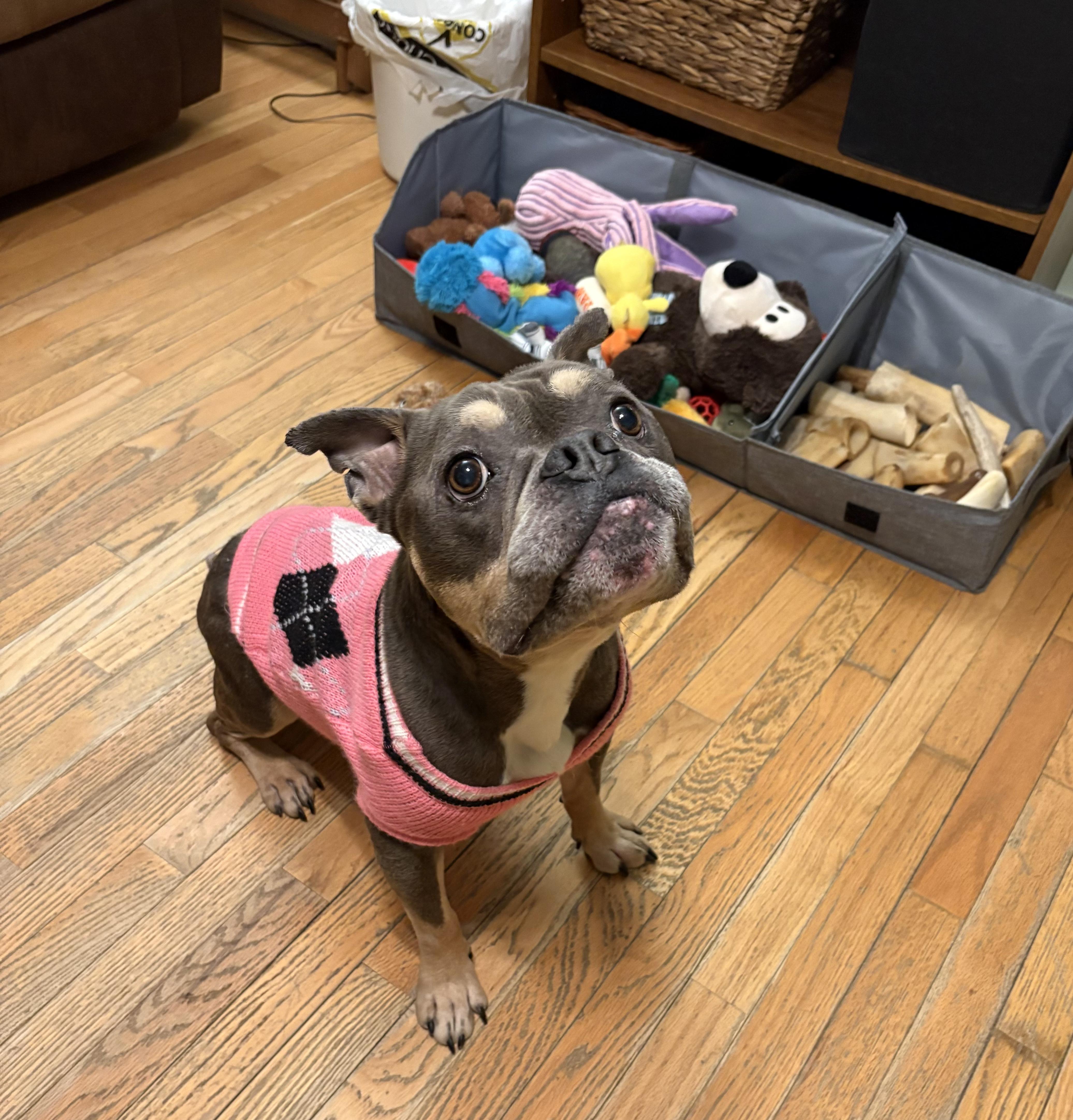 GiGi. tinycauseadopt@gmail.com, Adoptable, Adult Female American Bulldog.