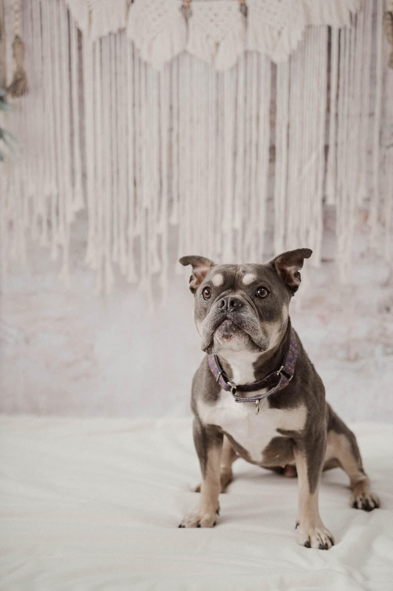 Enlarge GiGi. tinycauseadopt@gmail.com, a Adoptable American Bulldog in Vandergrift, PA image 2/6