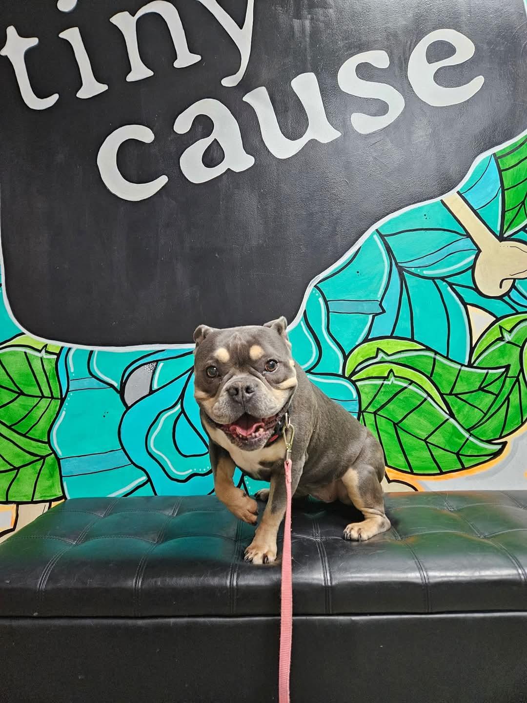 GiGi. tinycauseadopt@gmail.com, Adoptable, Adult Female American Bulldog.