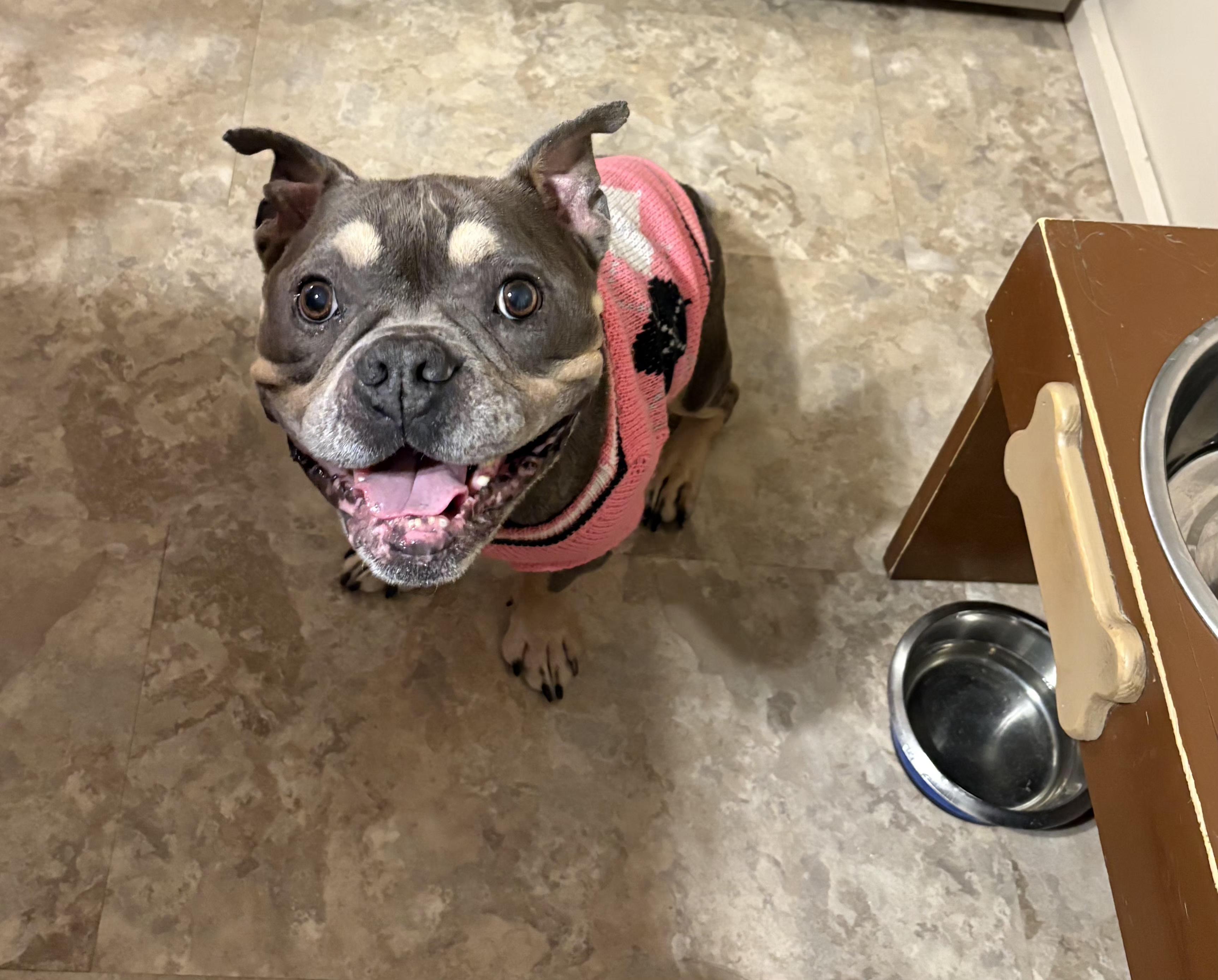 Enlarge GiGi. tinycauseadopt@gmail.com, a Adoptable American Bulldog in Vandergrift, PA image 3/6