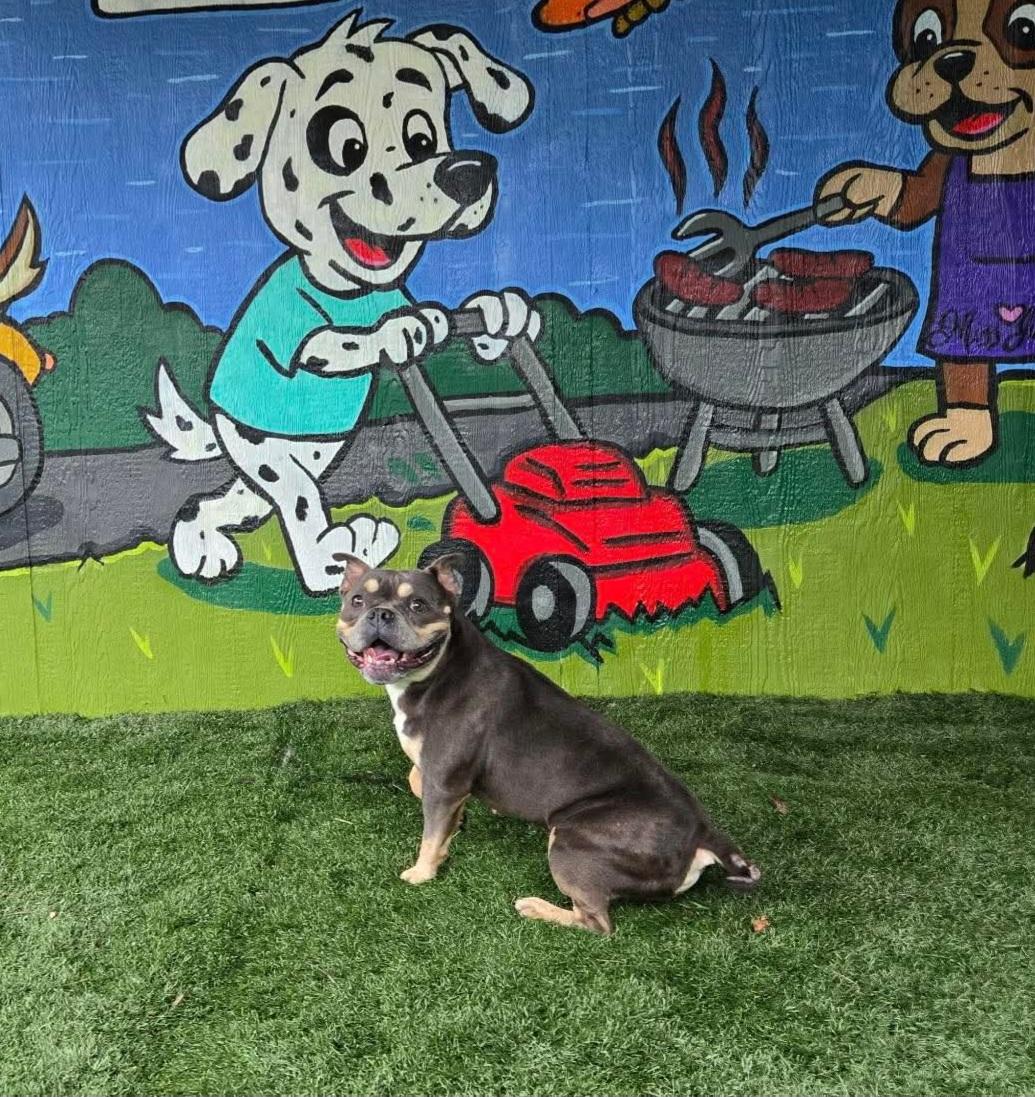 GiGi. tinycauseadopt@gmail.com, a Adoptable American Bulldog in Vandergrift, PA image 2/4