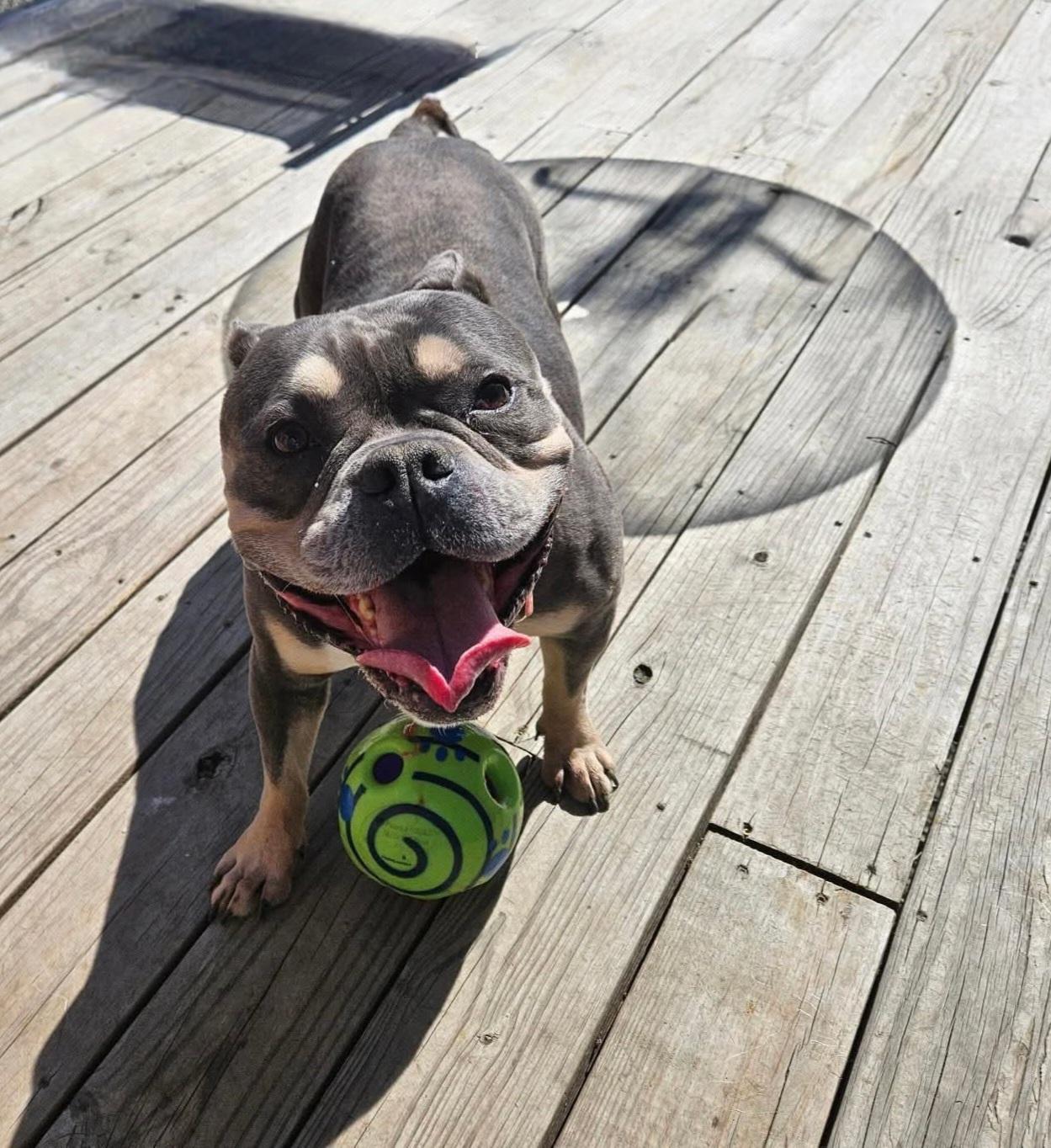 GiGi. tinycauseadopt@gmail.com