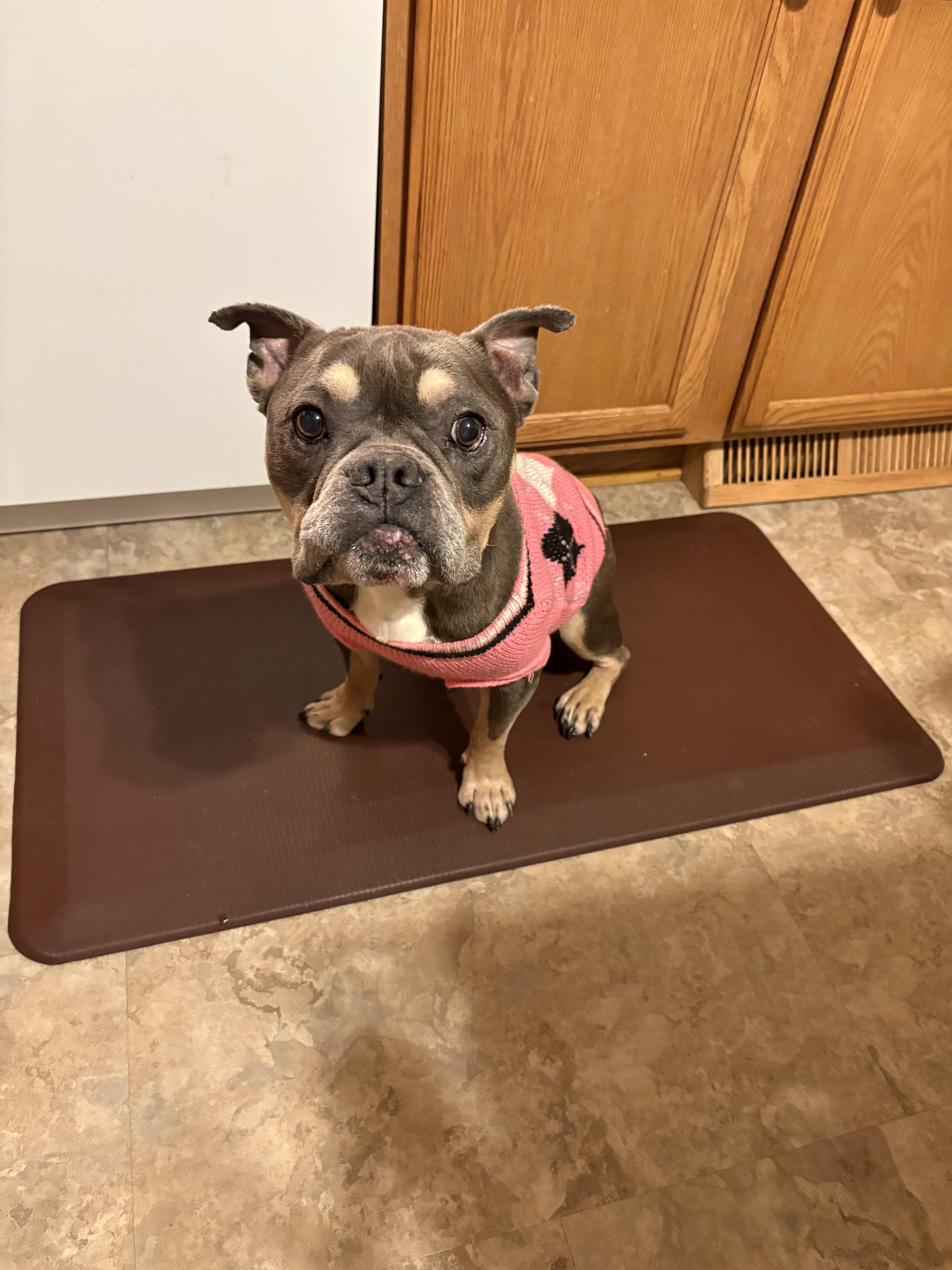 Enlarge GiGi. tinycauseadopt@gmail.com, a Adoptable American Bulldog in Vandergrift, PA image 2/6