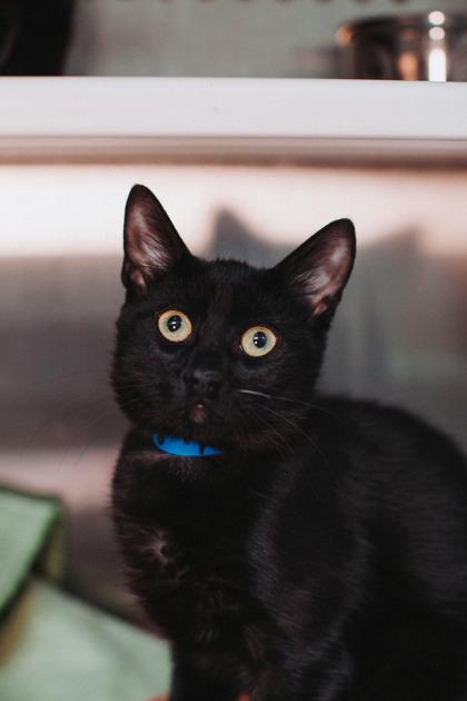 89008a Chester Bennington, Adoptable, Adult Male Domestic Short Hair & Domestic Short Hair.