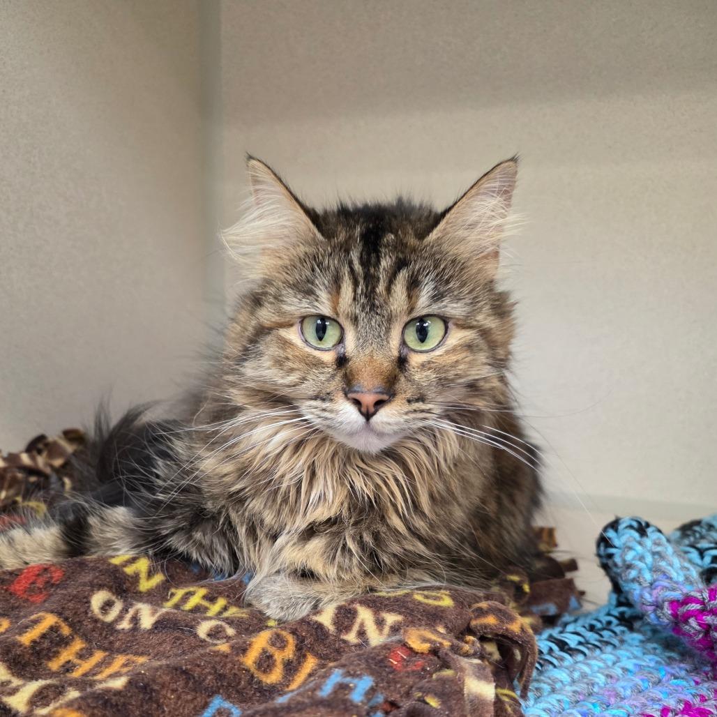 Maui, Adoptable, Adult Female Domestic Long Hair.
