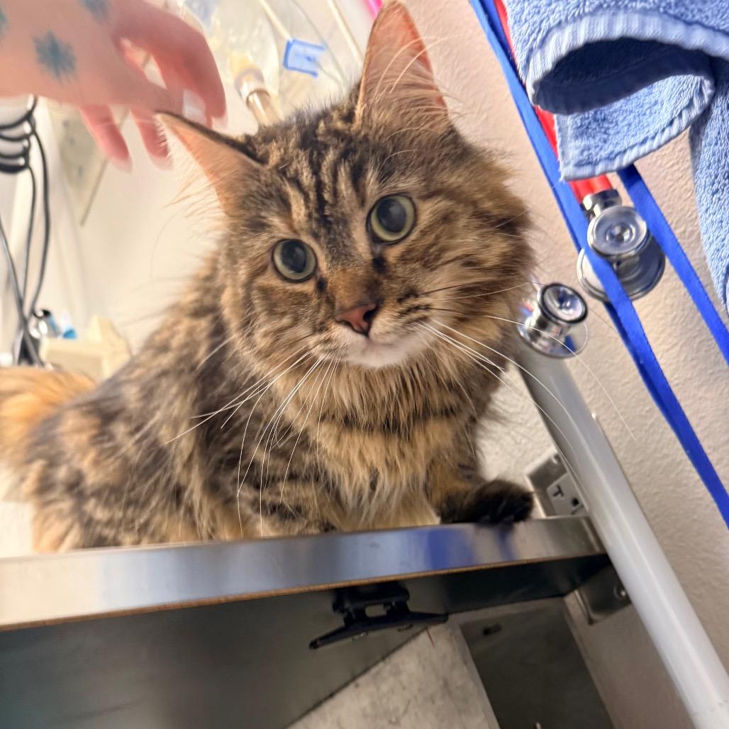 Maui, a Adoptable Domestic Long Hair in Great Falls, MT image 2/4