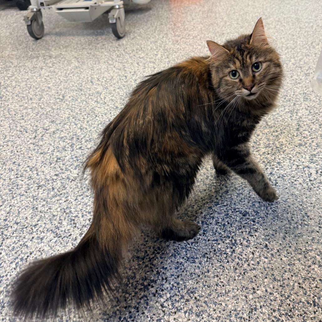 Maui, a Adoptable Domestic Long Hair in Great Falls, MT image 3/4