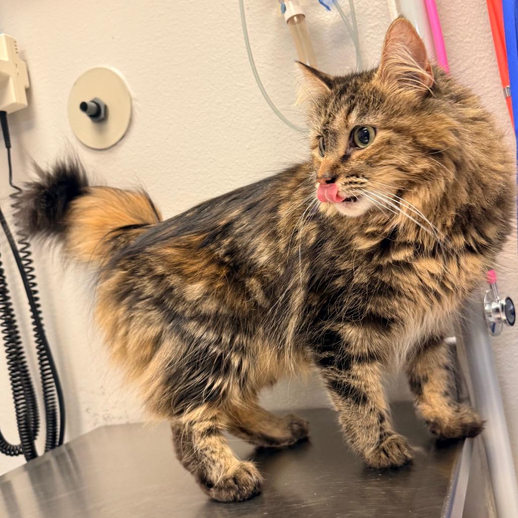 Maui, a Adoptable Domestic Long Hair in Great Falls, MT image 4/4