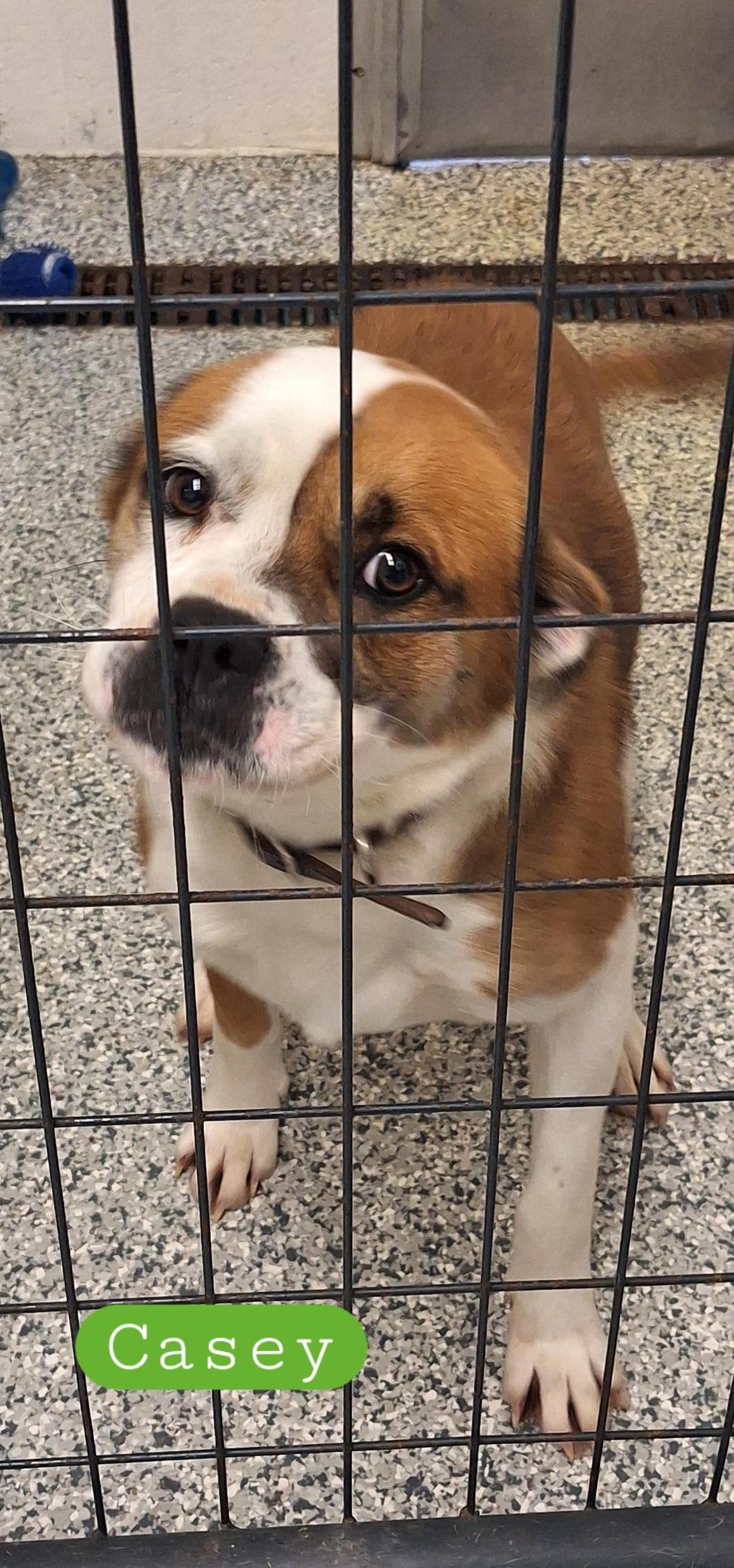 Casey, adopted, Young Female Mixed Breed.