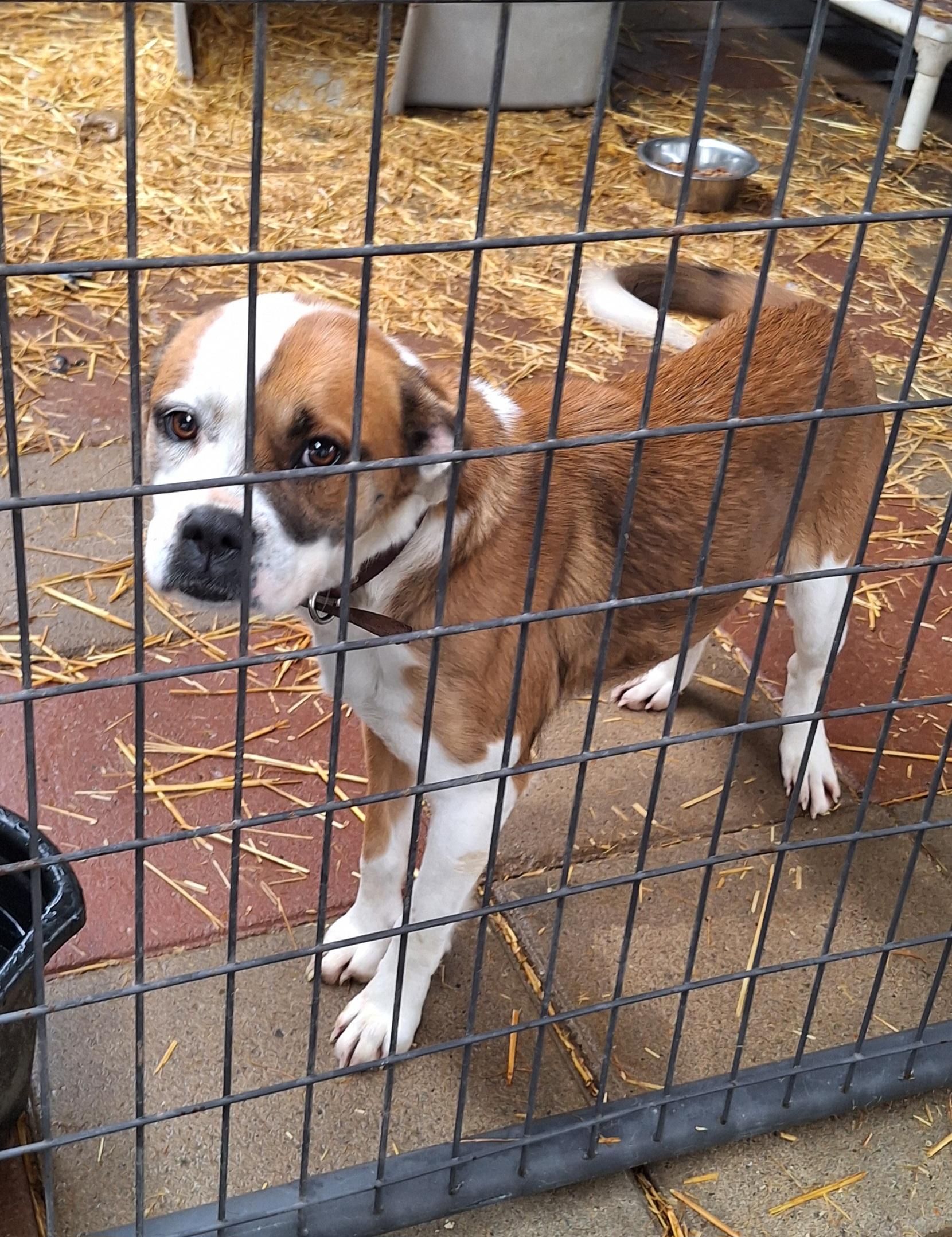 Enlarge Casey, an adopted Mixed Breed in Stanton, KY image 4/5