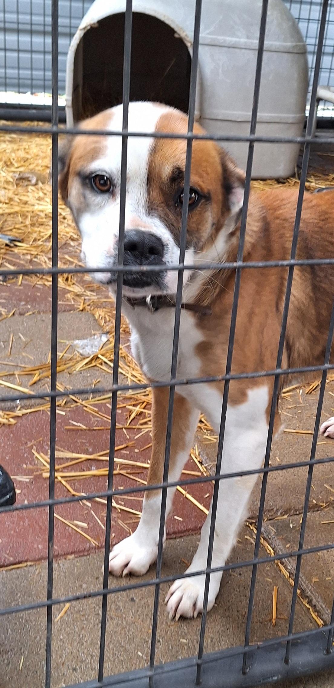 Enlarge Casey, an adopted Mixed Breed in Stanton, KY image 5/5