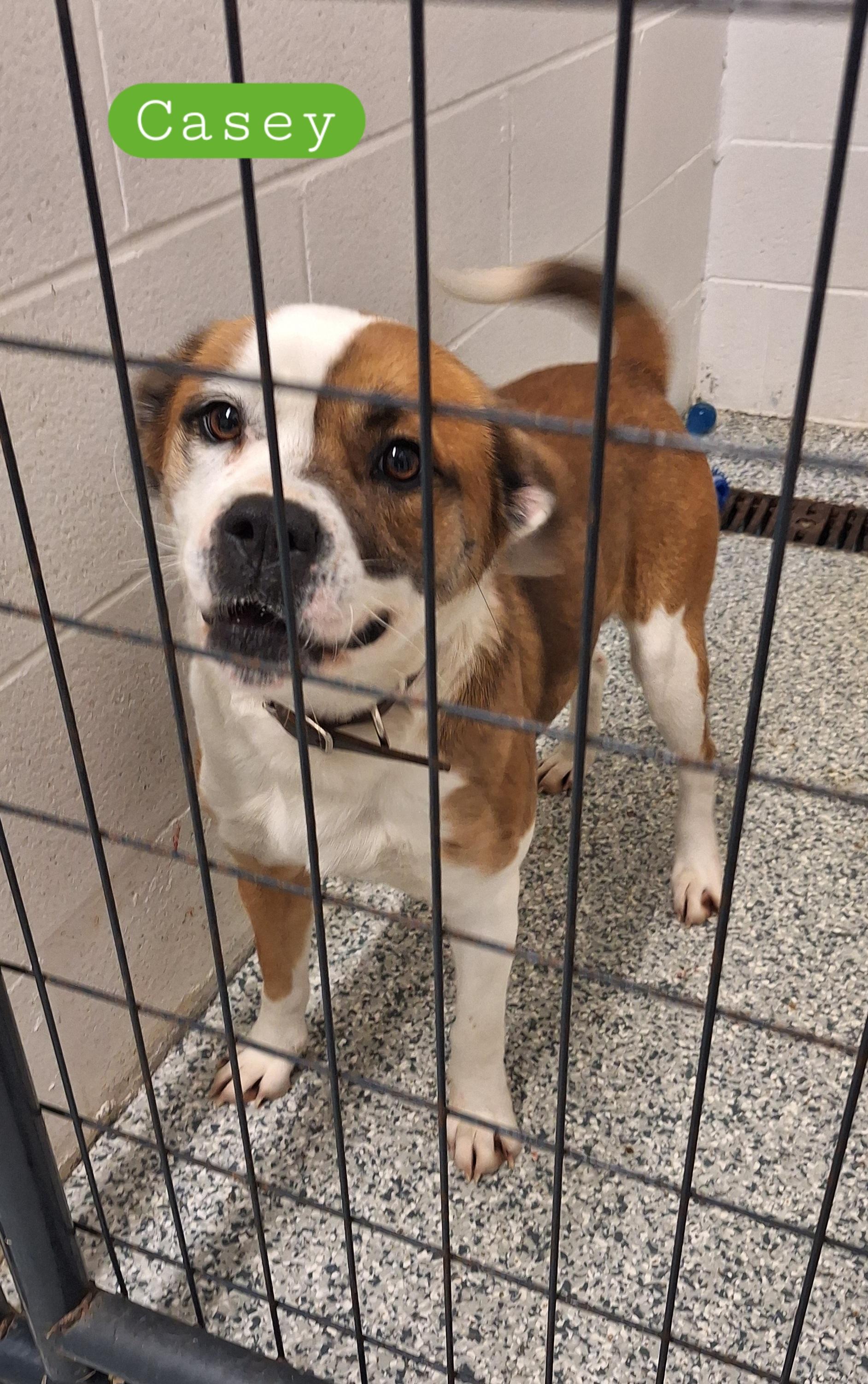 Enlarge Casey, an adopted Mixed Breed in Stanton, KY image 2/5