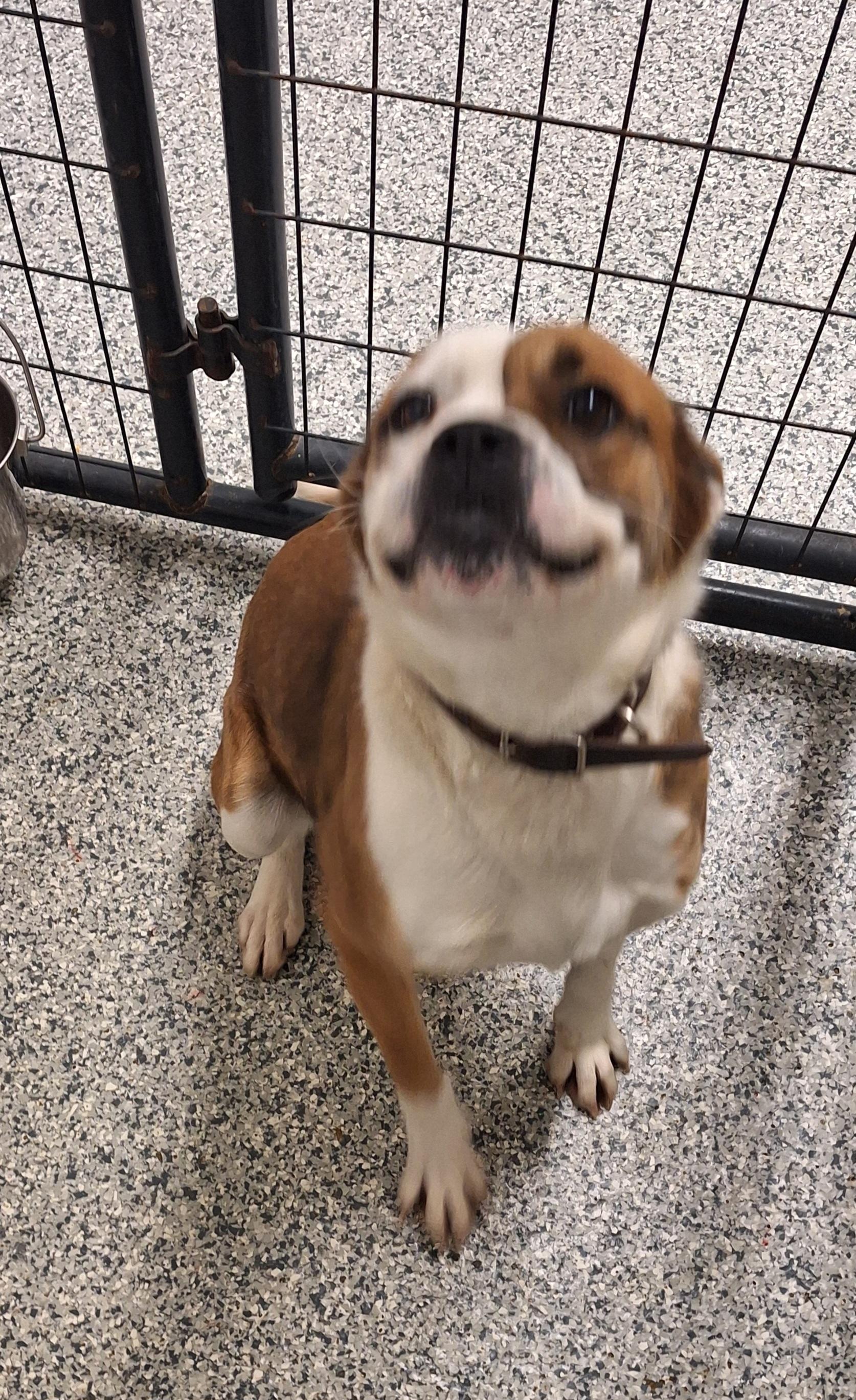 Enlarge Casey, an adopted Mixed Breed in Stanton, KY image 3/5