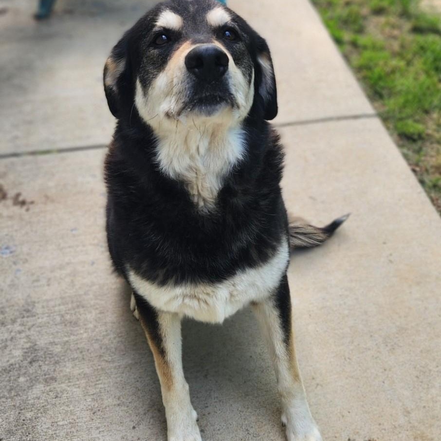 Sky, adopted, Adult Female Husky.