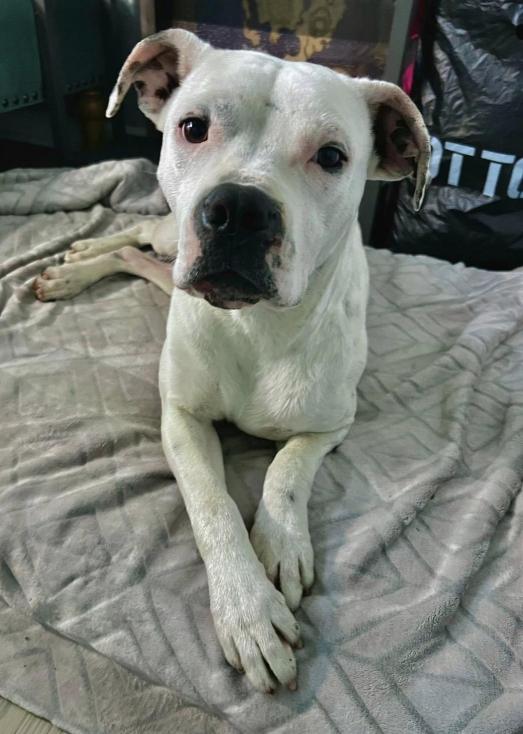 Enlarge Casper, a ADOPTABLE Mixed Breed in Belleville, IL image 1/1