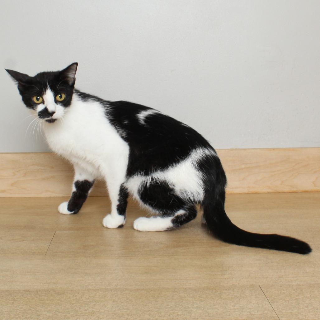 Enlarge Queenie C69420, a Adoptable Domestic Short Hair in Minnetonka, MN image 1/6