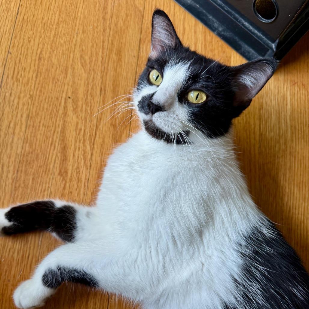 Enlarge Queenie C69420, a Adoptable Domestic Short Hair in Minnetonka, MN image 2/6
