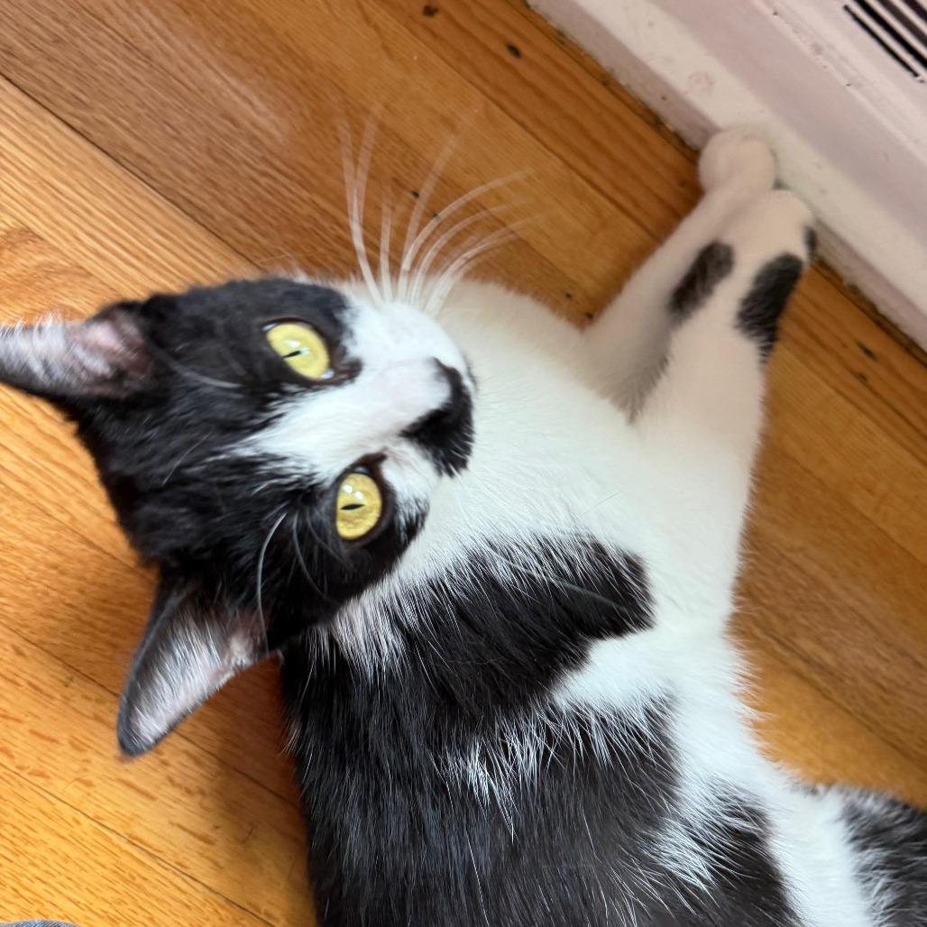 Enlarge Queenie C69420, a Adoptable Domestic Short Hair in Minnetonka, MN image 3/6