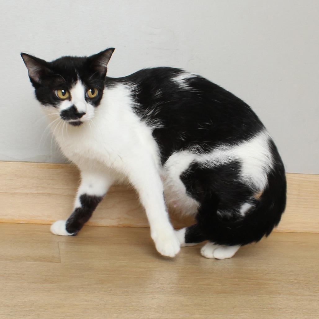 Enlarge Queenie C69420, a Adoptable Domestic Short Hair in Minnetonka, MN image 4/6