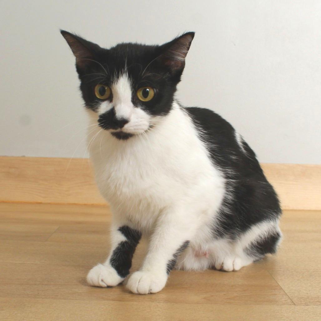 Enlarge Queenie C69420, a Adoptable Domestic Short Hair in Minnetonka, MN image 5/6