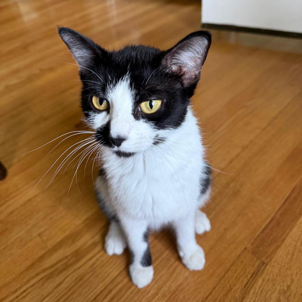 Enlarge Queenie C69420, a Adoptable Domestic Short Hair in Minnetonka, MN image 6/6