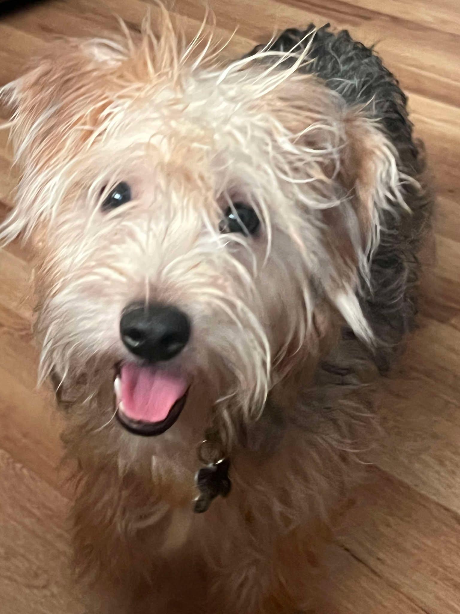 Kramer, Adoptable, Adult Male Yorkshire Terrier.