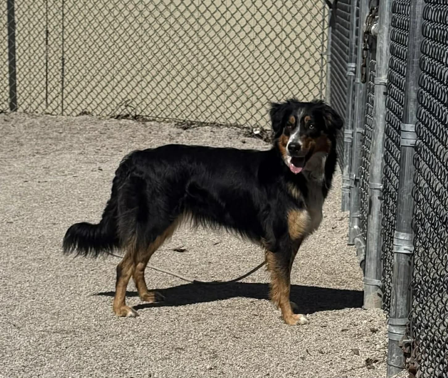 Enlarge Leslie, an adopted Border Collie in Springfield, IL image 4/4