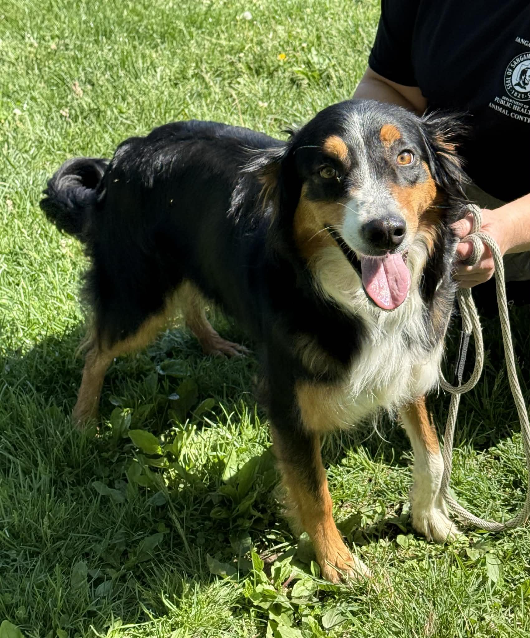 Leslie, adopted, Adult Female Border Collie.