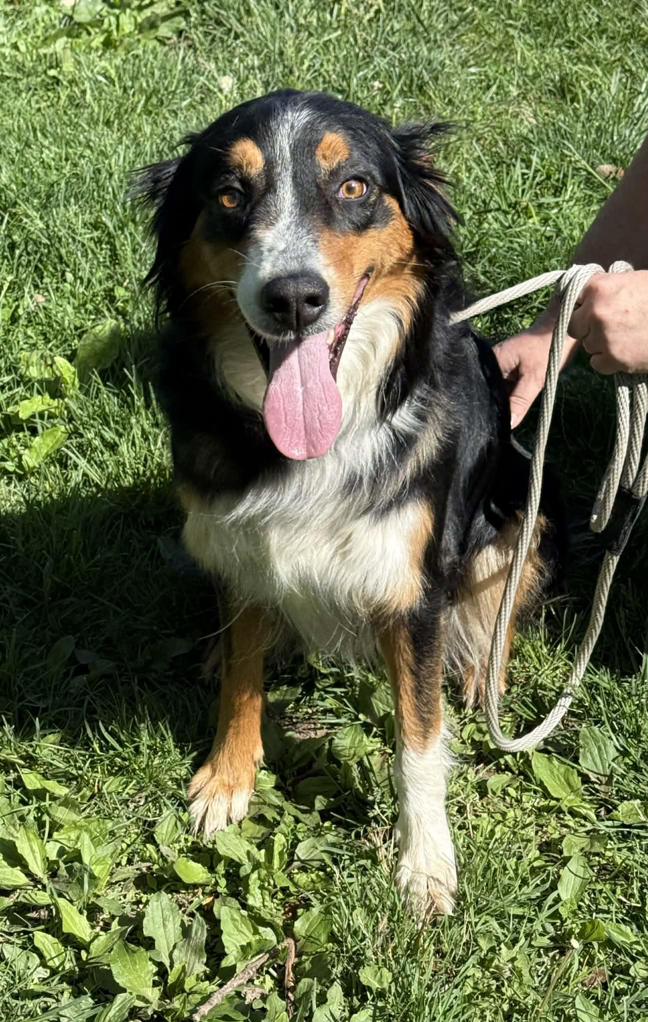 Enlarge Leslie, an adopted Border Collie in Springfield, IL image 2/4