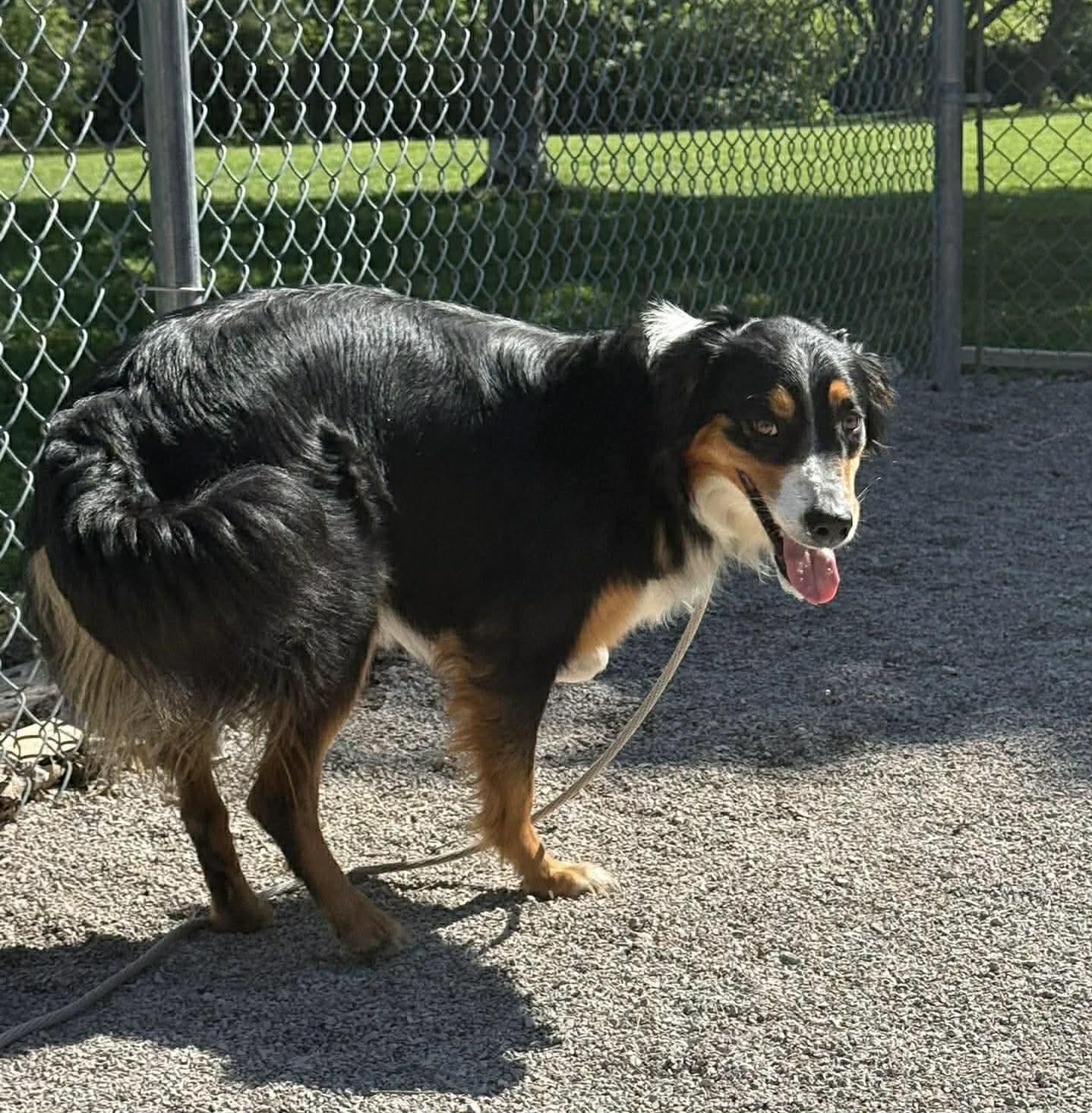 Enlarge Leslie, an adopted Border Collie in Springfield, IL image 3/4